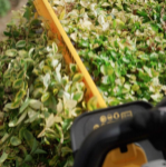 Picture of DeWalt DCMHT567N-XJ 18V BRUSHLESS 60CM 25MM GAP HEDGE TRIMMER